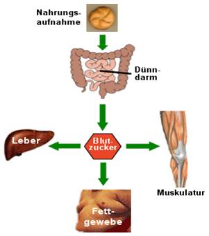 Aufnahme Glucose